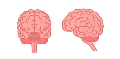 Human brain front and side view. Flat vector color illustration isolated on white background.