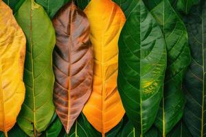 AI generated Closeup leaves in different color and age . Line of colorful leaves in spring autumn fall season. photo