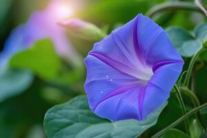 AI generated Closeup of blue and purple morning glory flowers and foliage. Selective focus. photo