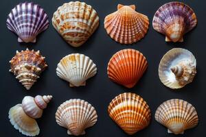 AI generated Collection of various colorful seashells on black background. photo