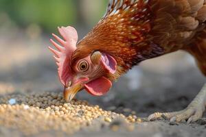 AI generated Chicken eats feed and grain at eco chicken farm, free range chicken farm. photo