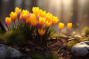 AI generated Yellow crocuses in the early spring. photo