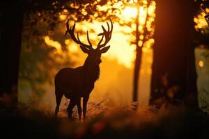 ai generado silueta de un rojo ciervo ciervo en el bosque a puesta de sol. foto
