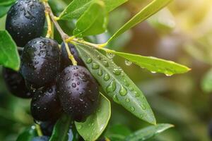AI generated Ripe black olives on the tree with green leaves and water drops, close up view. photo