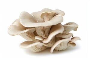 AI generated Oyster mushroom on white. photo