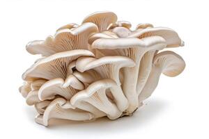 AI generated Oyster mushroom on white. photo