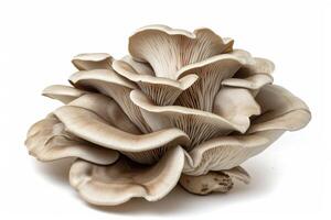 AI generated Oyster mushroom on white. photo