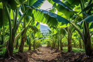 ai generado plátano árbol plantación en naturaleza con luz. industrial escala plátano cultivo para en todo el mundo exportar. foto