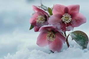 AI generated Helleborus Flowers with snow in garden, Hellebore winter rose blooms photo