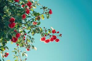 AI generated Blooming rose bush on a blue background. Flowering rose hips against the blue sky. photo