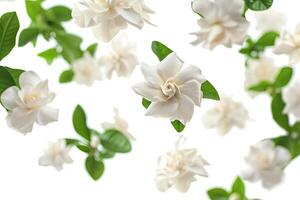 AI generated Beautiful white gardenia flower blooming on white background photo