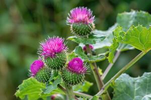 AI generated Beautiful growing flower burdock thistle on background meadow photo