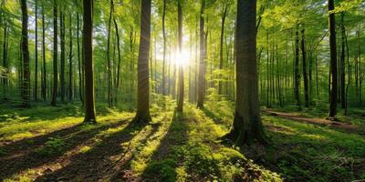 AI generated Beautiful forest panorama with bright sun shining through the trees photo