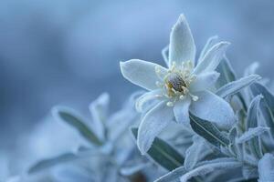 AI generated Edelweiss flowers growing outdoors. Very rare edelweiss mountain flower. photo