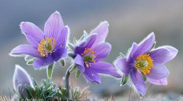 AI generated Flowers of the windflower or pulsatilla patens. First spring blooming flower photo