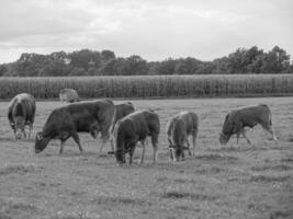 the german muensterland photo