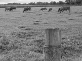 the german muensterland photo