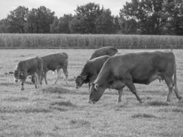 the german muensterland photo