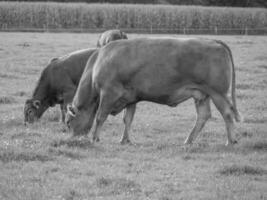 the german muensterland photo