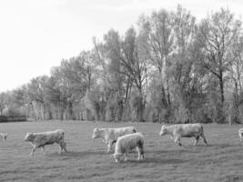 el muensterland alemán foto