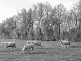 the german muensterland photo