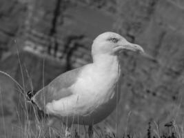 Helgoland island in germany photo