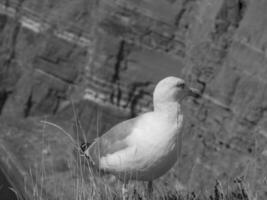 Helgoland island in germany photo