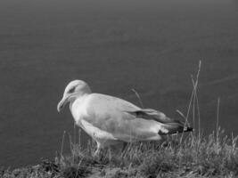 Helgoland island in germany photo