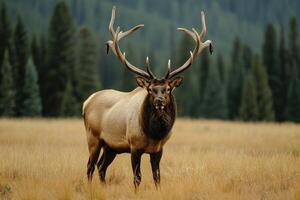 AI generated Deer with large antlers in a meadow in the summer. photo