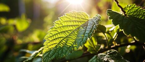 AI generated Sunlight dapples through vibrant green leaves, casting a warm glow and highlighting their intricate vein patterns photo