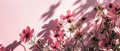 ai generado delicado cosmos flores y su oscuridad en un rosado fondo, iluminado por amable luz de sol creando un romántico estado animico foto