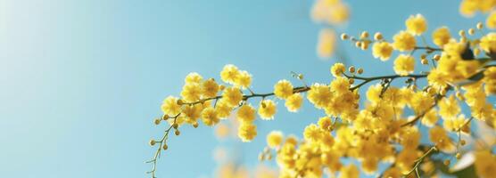 ai generado hermosa mimosa flores en un amarillo color en contra un cielo azul antecedentes foto