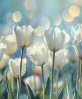 AI generated White Tulips Set Against a Soft Bokeh Background, Creating a Beautiful and Serene Spring Ambiance. photo
