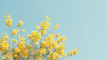 AI generated Beautiful mimosa flowers in a yellow color against a sky blue background photo