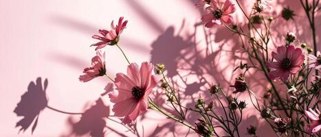 AI generated Delicate cosmos flowers and their shadows on a pink background, illuminated by gentle sunlight creating a romantic mood photo