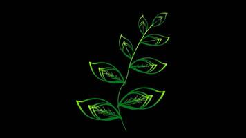 grandir double huit feuilles vert rouge Jaune Couleur sur le noir écran video