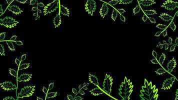 jung glühen gelappt Blätter Grün Gelb Rand und Menge ziehen um auf das schwarz Bildschirm video