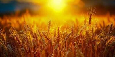 AI generated A tranquil scene of a golden wheat field bathed in the warm glow of sunset, with ripe ears of wheat and a vibrant sky above photo