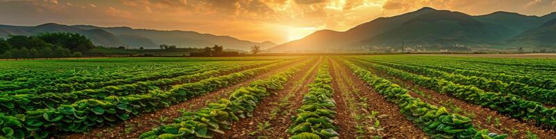 AI generated A field of green plants is illuminated by the setting sun in a vibrant farm scene. Rows of crops stretch into the distance under the colorful sky photo