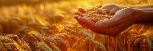 AI generated A close-up of a farmers hands holding a piece of wheat while standing in a field of ripe wheat. The hands are cradling the rope gently as they work in the agricultural setting photo