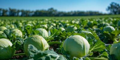 AI generated A group of white cabbage heads are seen growing in a vast field under the clear sky. The cabbage heads are fully matured and ready for harvesting by farmers photo