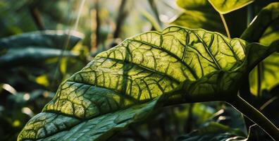 AI generated Sunlight dapples through vibrant green leaves, casting a warm glow and highlighting their intricate vein patterns photo