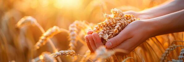 AI generated Hands Cradling a Sheaf of Golden Wheat at Sunset photo