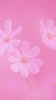 vertical video in pink, with white flowers in the background that move slowly, it is romantic and feminine