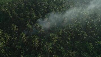 forêt paume Feu commencé drone video