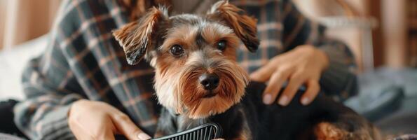 AI generated Yorkshire Terrier Getting Groomed by Owner photo