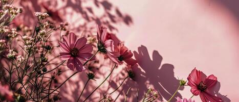 AI generated Delicate cosmos flowers and their shadows on a pink background, illuminated by gentle sunlight creating a romantic mood photo