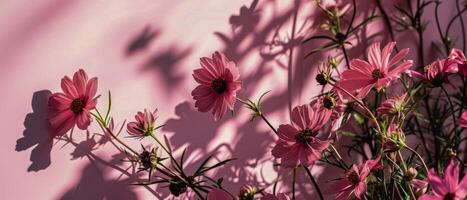 AI generated Delicate cosmos flowers and their shadows on a pink background, illuminated by gentle sunlight creating a romantic mood photo