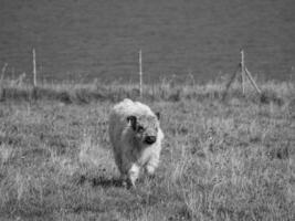 the island of helgoland photo