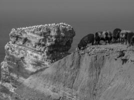 the island of helgoland photo